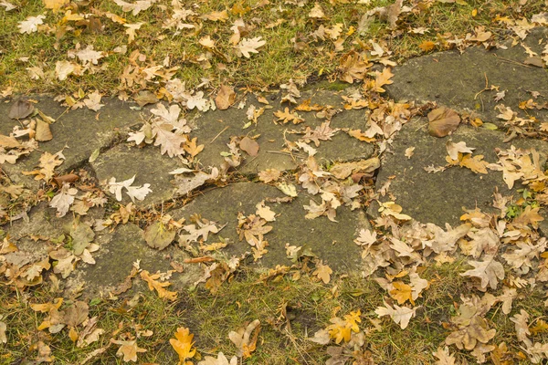 Mezcla de hojas de otoño, hierba — Foto de Stock