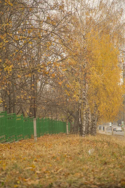 Arany sárga levelek, a nyírfa — Stock Fotó