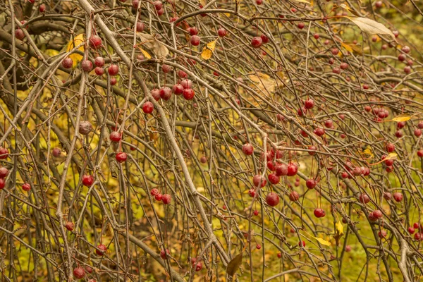 Красные ягоды на кустах в осеннем парке — стоковое фото