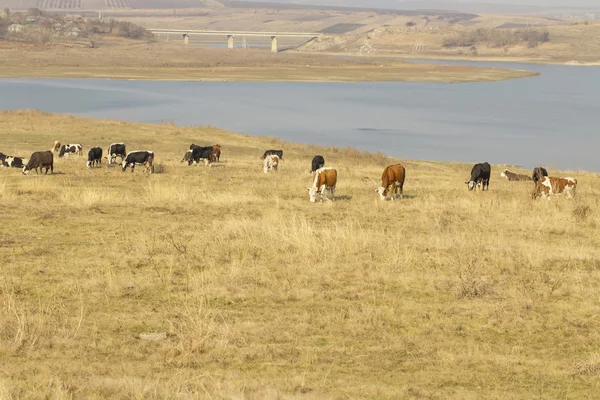 Коровы пасутся на травянистом берегу реки Стоковая Картинка