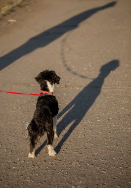 Siyah ve beyaz Çin Crected köpek