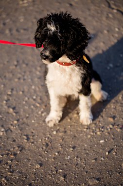 Siyah ve beyaz Çin Crected köpek