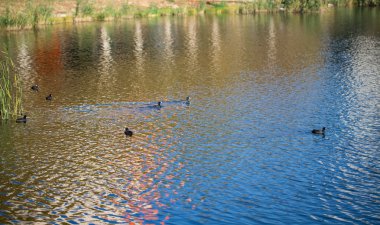 Gölde ördekler float