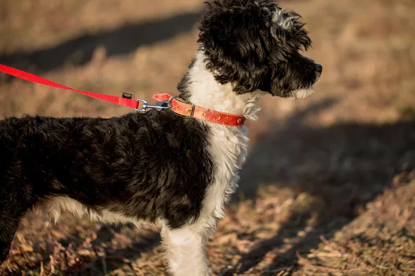 Perro chino blanco y negro Crected — Foto de Stock