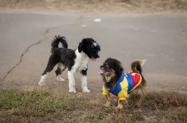 중국 Crected 개와 Pekingese 개 — 스톡 사진