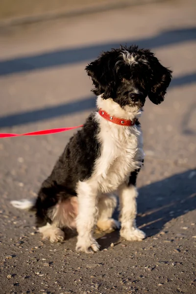 stock image Black and white Chinese Crected Dog