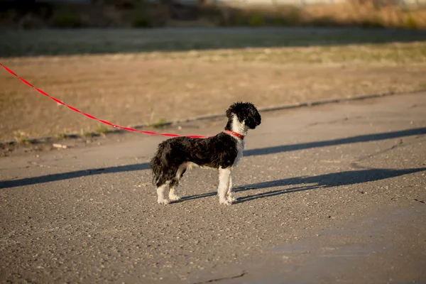 Чёрно-белая китайская прямоугольная собака — стоковое фото