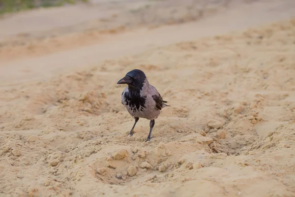 Grijze kraai op zand — Stockfoto