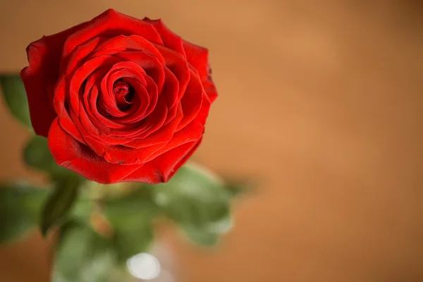 Close-up de rosa vermelha única — Fotografia de Stock