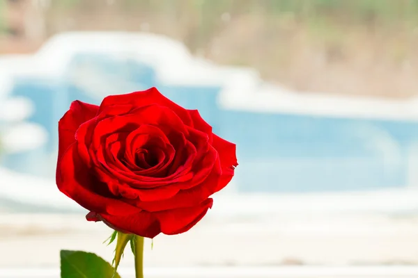 Close-up van enkele rode roos — Stockfoto