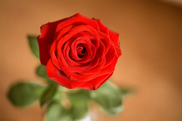 Close-up van enkele rode roos — Stockfoto