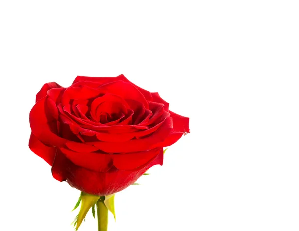 Zbliżenie pojedynczej czerwonej róży — Zdjęcie stockowe