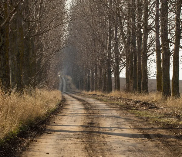 Autumn outdoor. Road and trees. — Stock Photo, Image