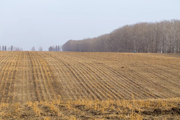 Mowed field and trees — Stock Photo, Image