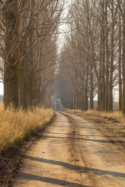 Country road and trees — Stock Photo, Image