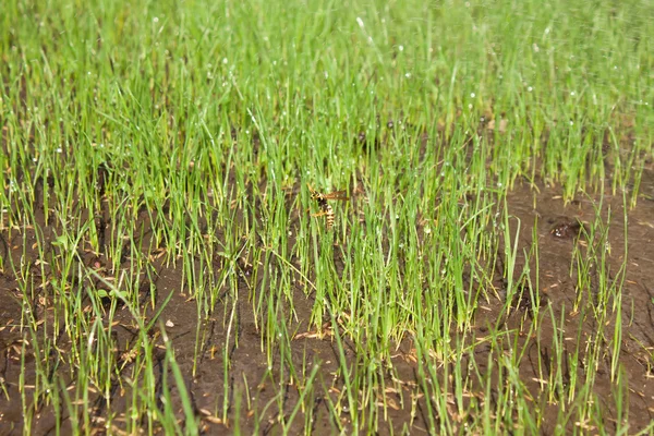 Wespe auf Gras im Wasser — Stockfoto