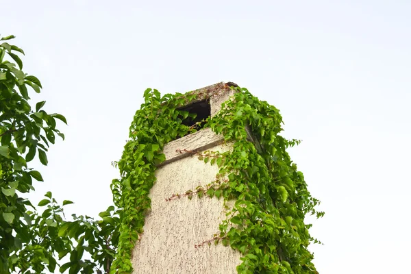 Břečťan na komín — Stock fotografie