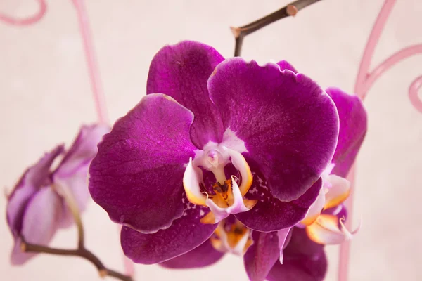 Paarse orchideebloemen — Stockfoto