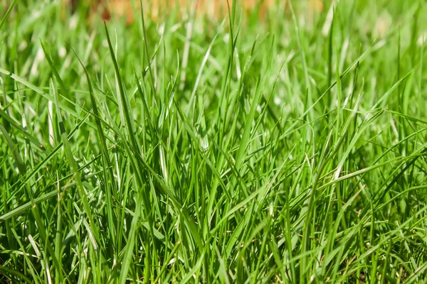 Green lawn grass — Stock Photo, Image