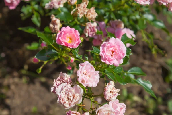 Rose bush flowers — Stock Photo, Image