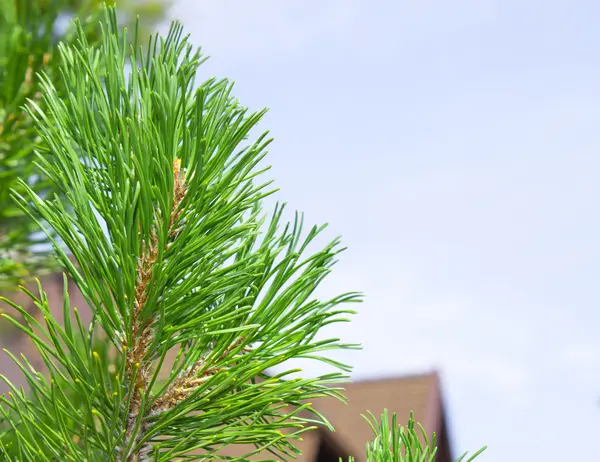 Pine tree branch — Stock Photo, Image