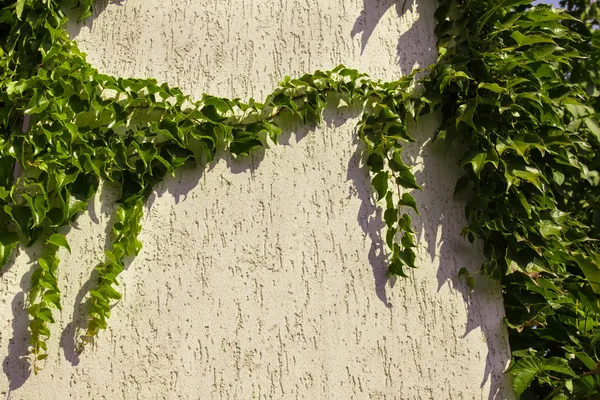 Klimop op de muur huis — Stockfoto