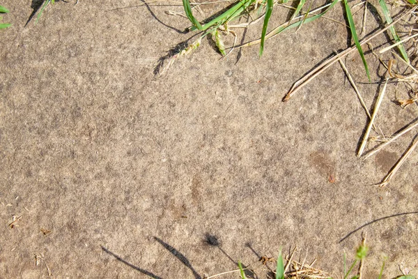 Gräs halm och sten trottoaren — Stockfoto