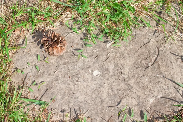 Steen en pine cone in gras — Stockfoto