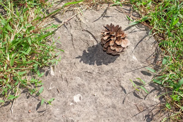 Steen en pine cone in gras — Stockfoto