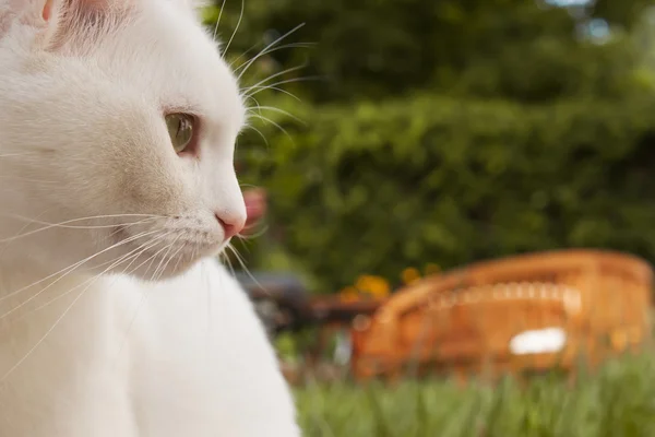 White cat closeup — Stock Photo, Image