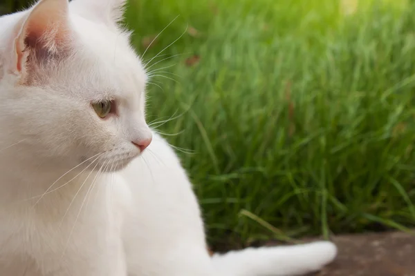 White cat closeup — Stock Photo, Image