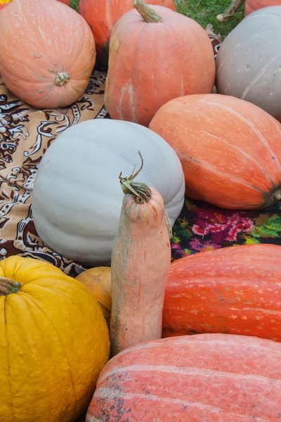 Many colorful pumpkins — Stock Photo, Image