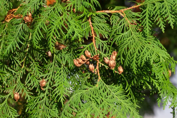 Thuja vruchten closeup — Stockfoto