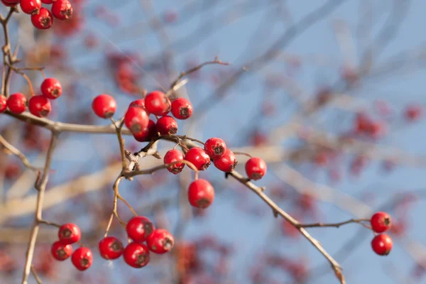 Red hawthorn fruits — Stock Photo, Image