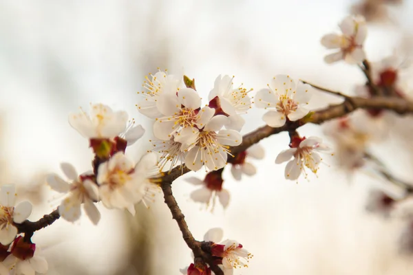 Fiore di ciliegio in primavera — Foto Stock