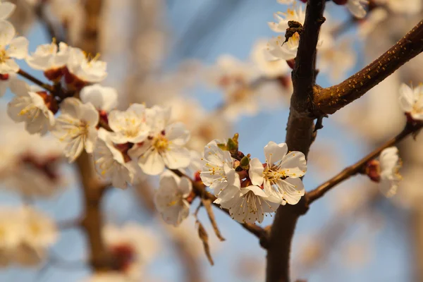 İlkbaharda kiraz çiçeği — Stok fotoğraf