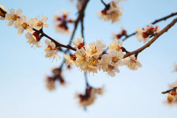 Flor de cerezo en primavera — Foto de Stock