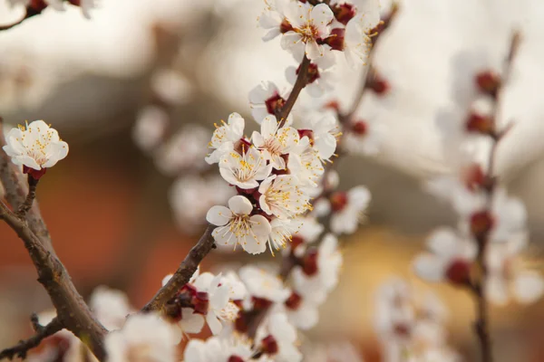 İlkbaharda kiraz çiçeği — Stok fotoğraf