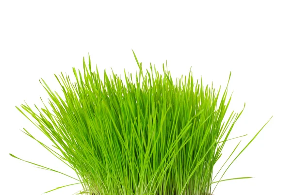 Mechón de hierba verde aislado —  Fotos de Stock