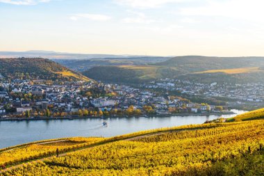 Rudesheim am Rhein, Hesse, Almanya. Üst orta Ren Nehri Vadisi (Mittelrhein), renkli üzüm bağları, sarı sonbahar, mavi gökyüzü. Bingen, Rhineland-damak manzarası