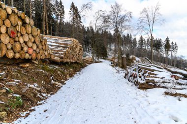 Noel zamanı. Kar, orman, doğa, Taunus dağlarındaki karlı ağaçlar (Atkonig Dağı, Feldberg) Yazan Konigstein Falkenstein, Kronberg. Frankfurt yakınlarında, Oberursel. Hesse, Almanya