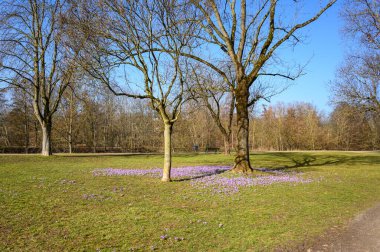 Frankfurt 'ta ilkbahar, Hesse, Almanya, korona zamanı. Çiçekler menekşe timsahlar, tığ örümcekler, Nidda nehrinin yanındaki parkta yeşil çimlerde beyaz kardamlaları.