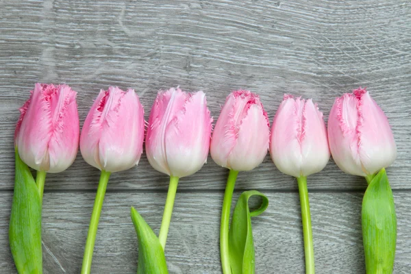 Sei tulipani su una fila — Foto Stock