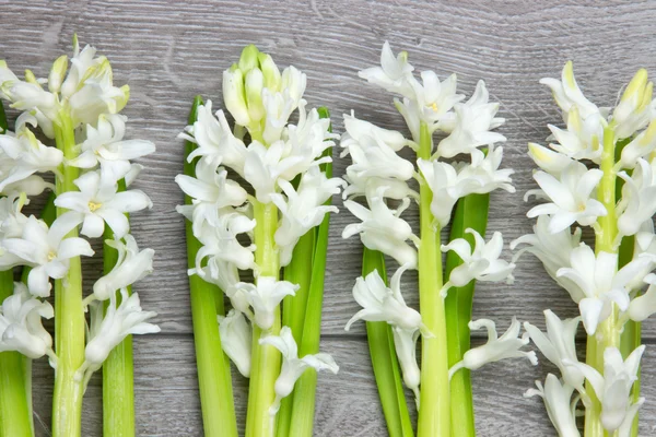 Draufsicht auf weiße Hyazinthenblüten — Stockfoto
