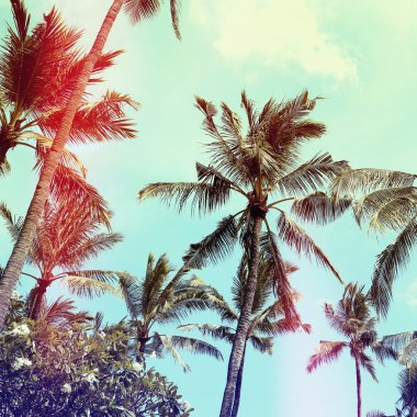 palm trees, vintage effect clipart
