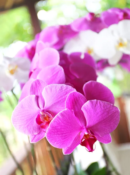 Рожева орхідея рожева орхідея — стокове фото