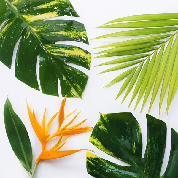 Plantas tropicales con tableta sobre fondo blanco — Foto de Stock