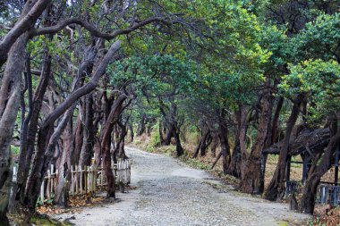 karanlık orman yolu