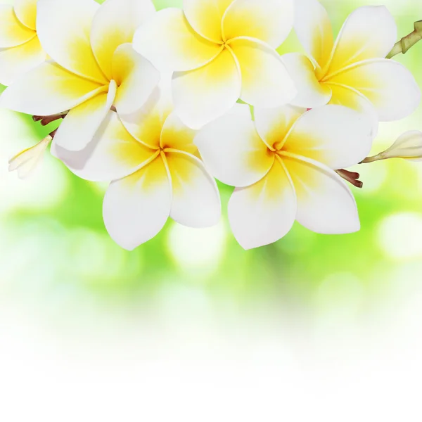 Çiçek açan frangipani — Stok fotoğraf