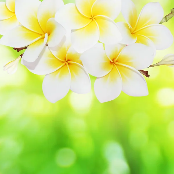 Çiçek açan frangipani — Stok fotoğraf